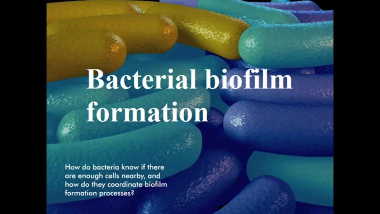 Ampicillin and biofilms: Can it help break down bacterial communities?