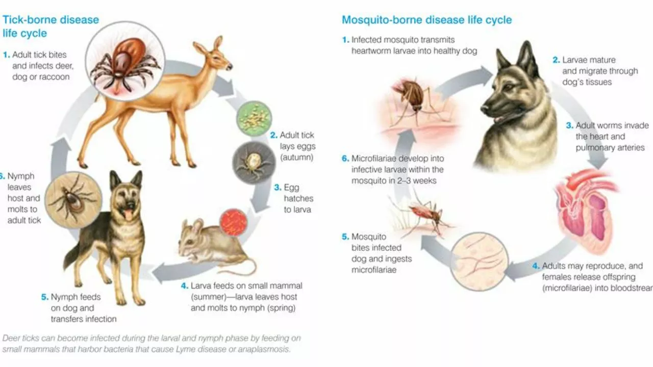 Tick Fever: What You Need to Know About This Dangerous Disease